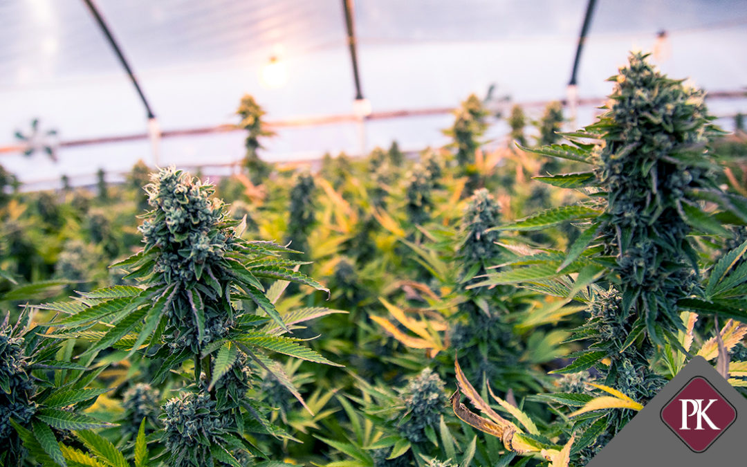Biological Assets in the Cannabis Industry